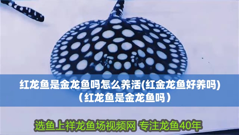 紅龍魚是金龍魚嗎怎么養(yǎng)活(紅金龍魚好養(yǎng)嗎)（紅龍魚是金龍魚嗎） 紅龍魚是金龍魚嗎怎么養(yǎng)活(紅金龍魚好養(yǎng)嗎)（紅龍魚是金龍魚嗎） 觀賞魚百科