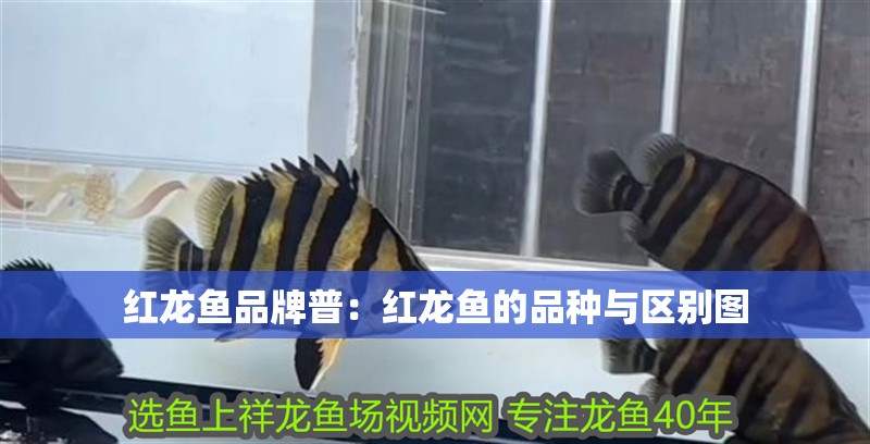 紅龍魚品牌普：紅龍魚的品種與區(qū)別圖