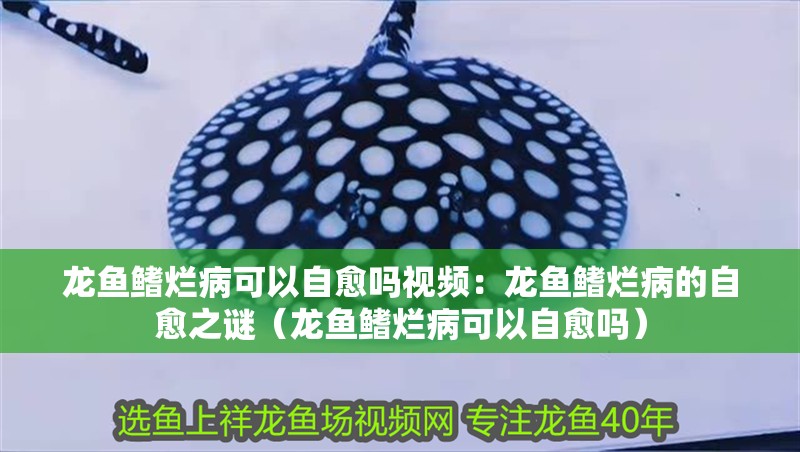 龍魚鰭爛病可以自愈嗎視頻：龍魚鰭爛病的自愈之謎（龍魚鰭爛病可以自愈嗎）