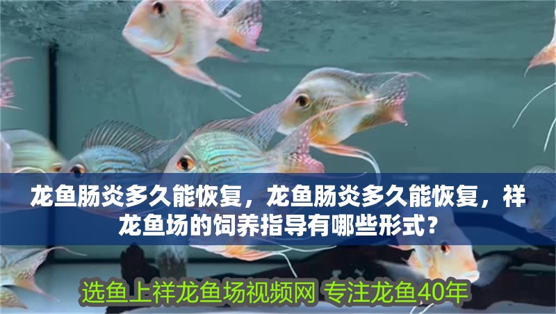 龍魚腸炎多久能恢復(fù)，龍魚腸炎多久能恢復(fù)，祥龍魚場的飼養(yǎng)指導(dǎo)有哪些形式？