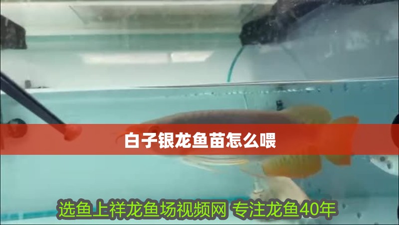 白子銀龍魚苗怎么喂