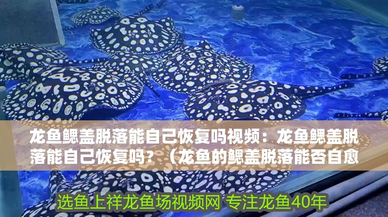 龍魚鰓蓋脫落能自己恢復(fù)嗎視頻：龍魚鰓蓋脫落能自己恢復(fù)嗎？（龍魚的鰓蓋脫落能否自愈）