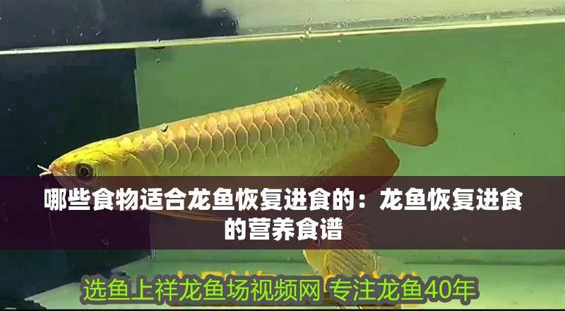 哪些食物適合龍魚恢復進食的：龍魚恢復進食的營養食譜