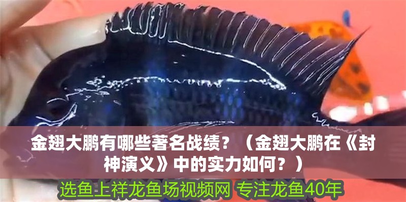 金翅大鵬有哪些著名戰(zhàn)績(jī)？（金翅大鵬在《封神演義》中的實(shí)力如何？）