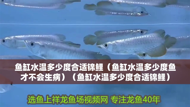 魚缸水溫多少度合適錦鯉（魚缸水溫多少度魚才不會生病）（魚缸水溫多少度合適錦鯉）