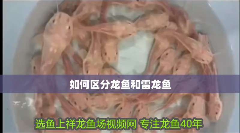 如何區分龍魚和雷龍魚