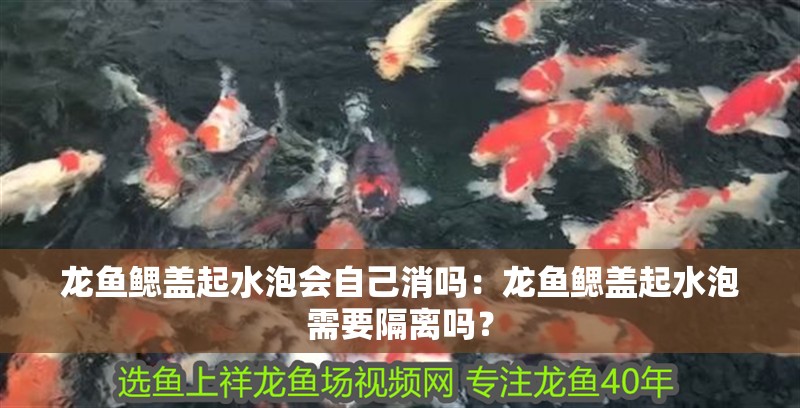 龍魚鰓蓋起水泡會自己消嗎：龍魚鰓蓋起水泡需要隔離嗎？