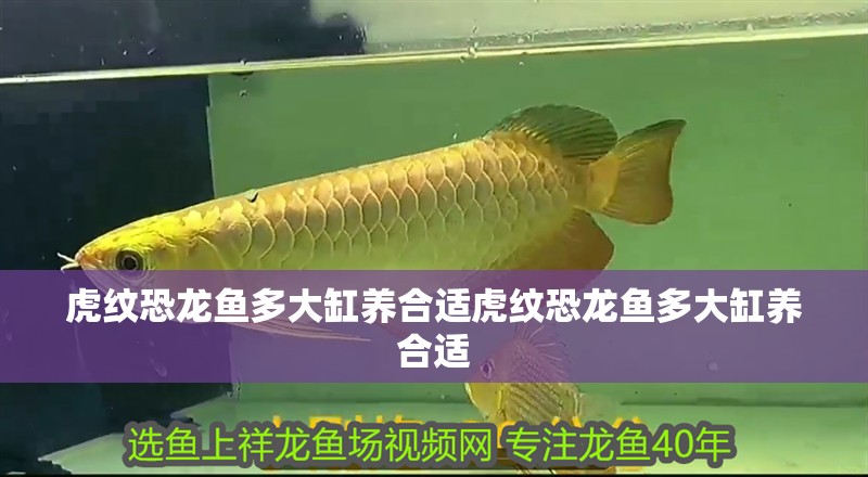 虎紋恐龍魚多大缸養合適虎紋恐龍魚多大缸養合適
