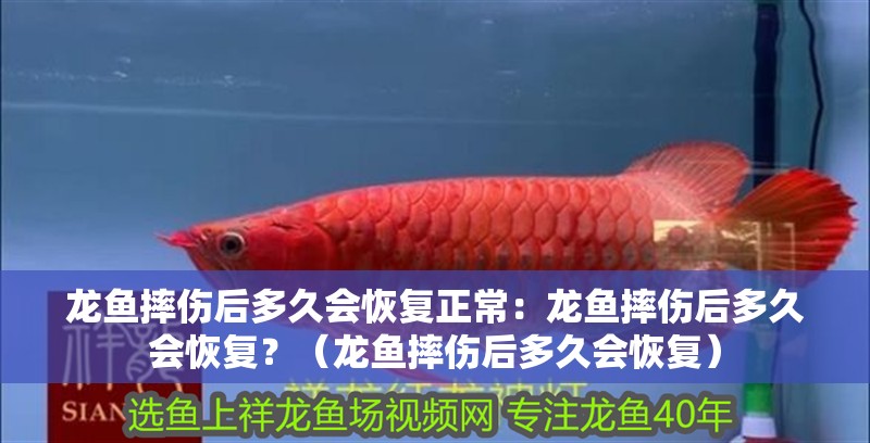 龍魚(yú)摔傷后多久會(huì)恢復(fù)正常：龍魚(yú)摔傷后多久會(huì)恢復(fù)？（龍魚(yú)摔傷后多久會(huì)恢復(fù)）