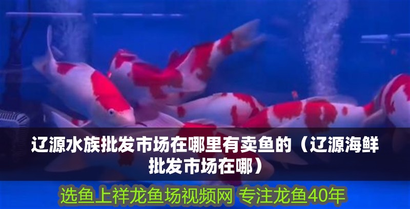 遼源水族批發(fā)市場在哪里有賣魚的（遼源海鮮批發(fā)市場在哪）
