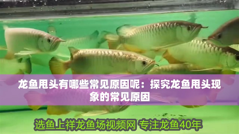龍魚甩頭有哪些常見原因呢：探究龍魚甩頭現(xiàn)象的常見原因