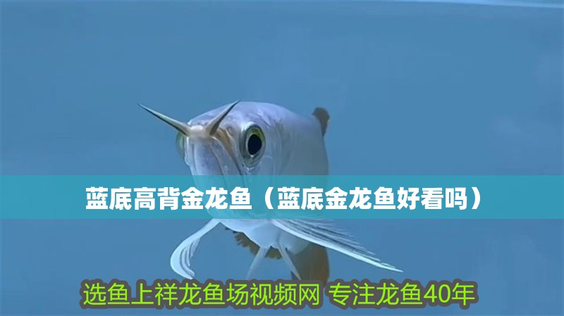 藍底高背金龍魚（藍底金龍魚好看嗎）
