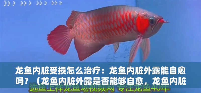 龍魚內臟受損怎么治療：龍魚內臟外露能自愈嗎？（龍魚內臟外露是否能夠自愈，龍魚內臟外露是否能自愈）