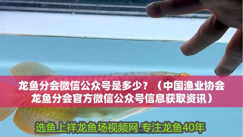 龍魚分會(huì)微信公眾號是多少？（中國漁業(yè)協(xié)會(huì)龍魚分會(huì)官方微信公眾號信息獲取資訊）