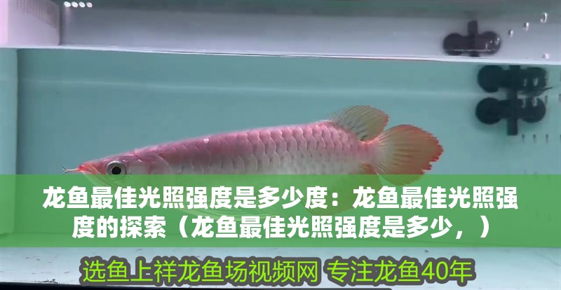 龍魚最佳光照強(qiáng)度是多少度：龍魚最佳光照強(qiáng)度的探索（龍魚最佳光照強(qiáng)度是多少，）