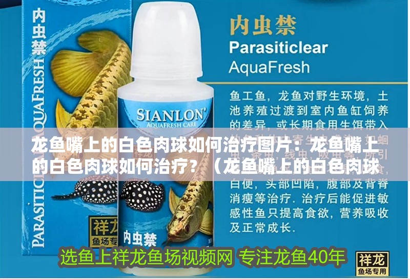 龍魚嘴上的白色肉球如何治療圖片：龍魚嘴上的白色肉球如何治療？（龍魚嘴上的白色肉球是怎么回事）
