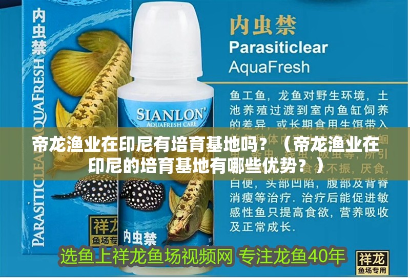 帝龍漁業(yè)在印尼有培育基地嗎？（帝龍漁業(yè)在印尼的培育基地有哪些優(yōu)勢(shì)？） 帝龍漁業(yè)在印尼有培育基地嗎？（帝龍漁業(yè)在印尼的培育基地有哪些優(yōu)勢(shì)？） 龍魚百科