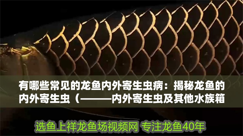 有哪些常見的龍魚內外寄生蟲病：揭秘龍魚的內外寄生蟲（———內外寄生蟲及其他水族箱中的寄生蟲問題）