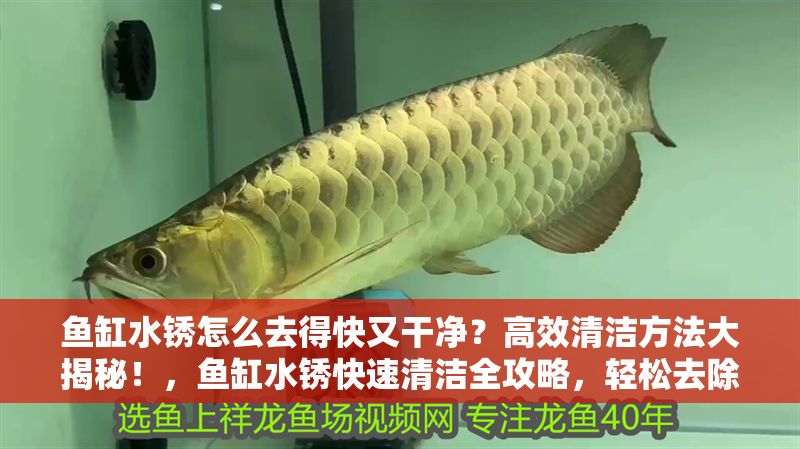 魚缸水銹怎么去得快又干凈？高效清潔方法大揭秘！，魚缸水銹快速清潔全攻略，輕松去除不留痕！