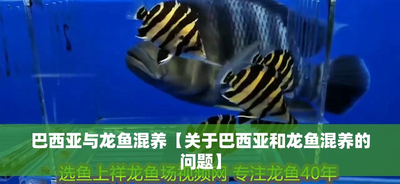 巴西亞與龍魚混養【關于巴西亞和龍魚混養的問題】