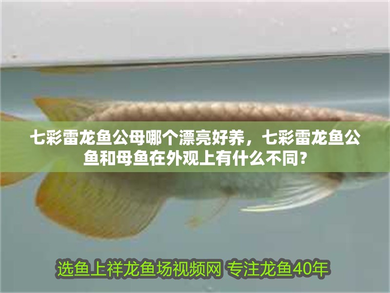 魚缸用增氧泵價格是多少:魚缸增氧機-xtrac增氧機-xtrac增氧機 七彩雷龍魚公母哪個漂亮好養(yǎng),七彩雷龍魚公魚和母魚在外觀上有什么不同? 觀賞魚百科 七彩雷龍魚公母哪個漂亮好養(yǎng),七彩雷龍魚公魚和母魚在外觀上有什么不同? 七彩雷龍魚公母哪個漂亮好養(yǎng),七彩雷龍魚公魚和母魚在外觀上有什么不同? 觀賞魚百科