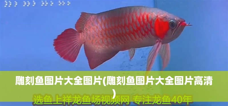 雕刻魚圖片大全圖片(雕刻魚圖片大全圖片高清)