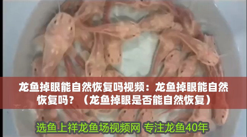 龍魚掉眼能自然恢復嗎視頻：龍魚掉眼能自然恢復嗎？（龍魚掉眼是否能自然恢復）