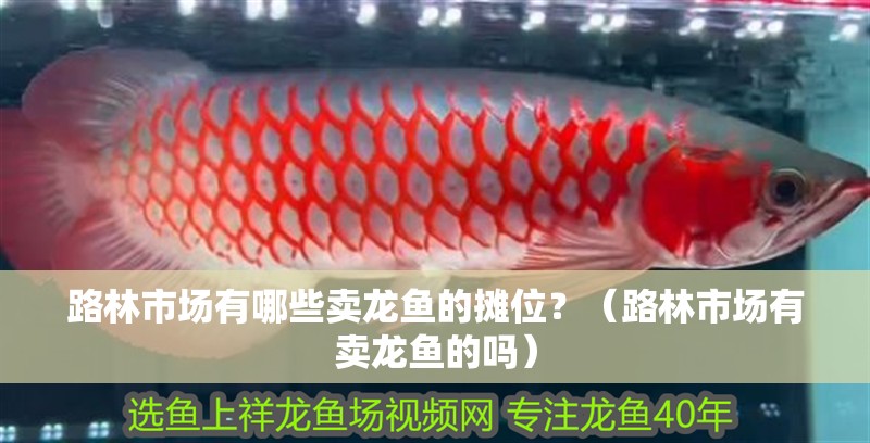 路林市場有哪些賣龍魚的攤位？（路林市場有賣龍魚的嗎） 路林市場有哪些賣龍魚的攤位？（路林市場有賣龍魚的嗎） 龍魚百科