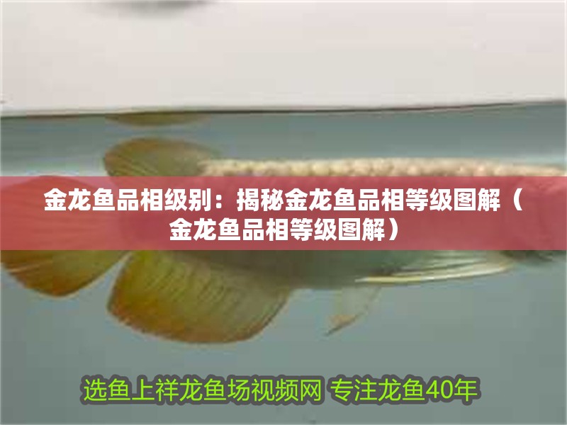 金龍魚品相級別：揭秘金龍魚品相等級圖解（金龍魚品相等級圖解）