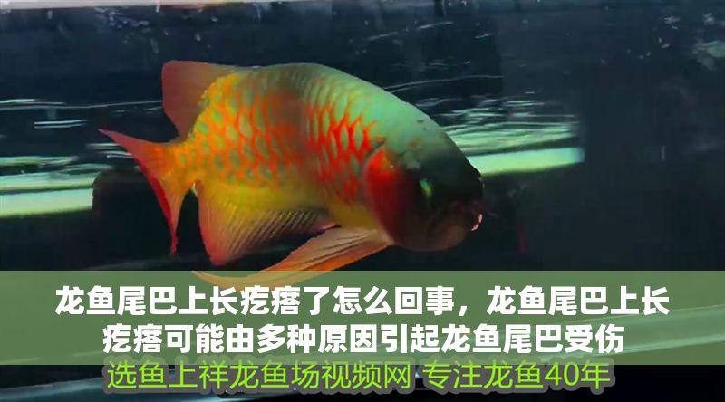 龍魚尾巴上長疙瘩了怎么回事，龍魚尾巴上長疙瘩可能由多種原因引起龍魚尾巴受傷