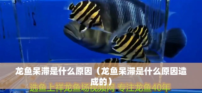 龍魚呆滯是什么原因（龍魚呆滯是什么原因造成的）