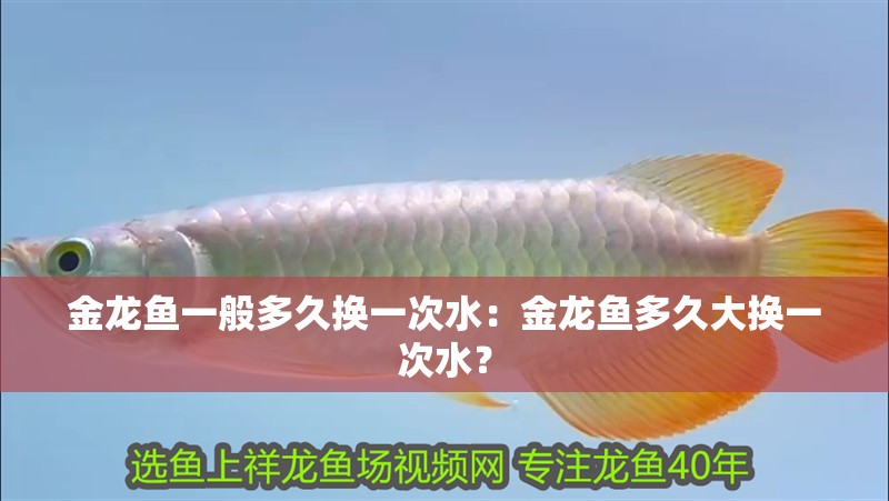 金龍魚一般多久換一次水：金龍魚多久大換一次水？