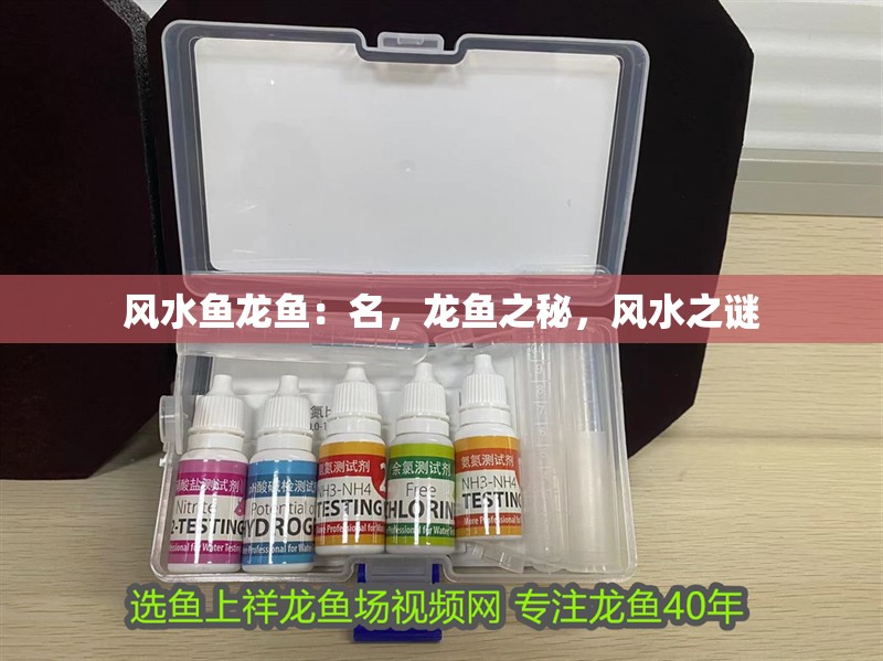 風水魚龍魚：名，龍魚之秘，風水之謎