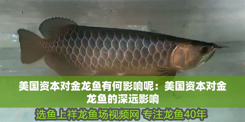 美國資本對金龍魚有何影響呢：美國資本對金龍魚的深遠影響
