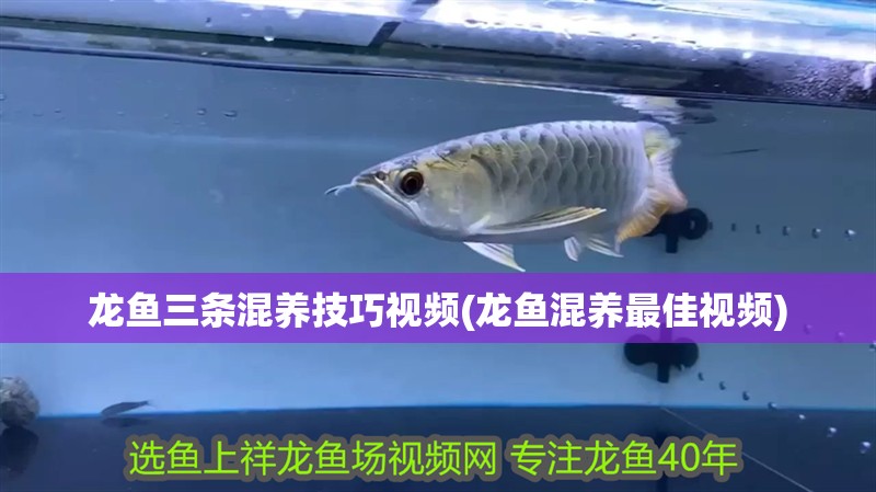 龍魚三條混養技巧視頻(龍魚混養最佳視頻)