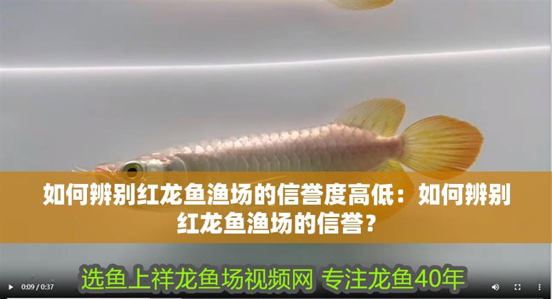如何辨別紅龍魚漁場的信譽度高低：如何辨別紅龍魚漁場的信譽？ 如何辨別紅龍魚漁場的信譽度高低：如何辨別紅龍魚漁場的信譽？ 水族問答