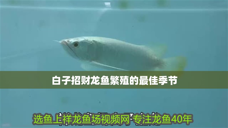 白子招財龍魚繁殖的最佳季節