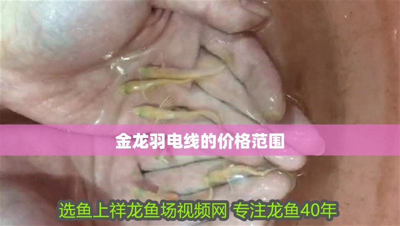 金龍羽電線的價格范圍