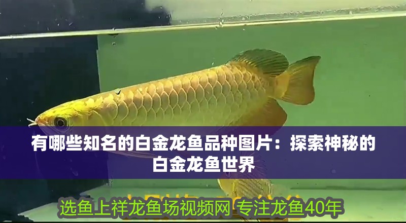 有哪些知名的白金龍魚品種圖片：探索神秘的白金龍魚世界