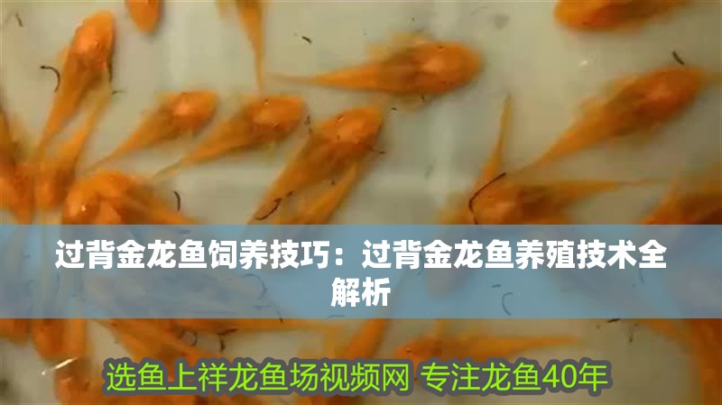 過背金龍魚飼養(yǎng)技巧：過背金龍魚養(yǎng)殖技術(shù)全解析