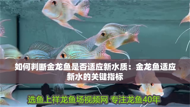 如何判斷金龍魚是否適應新水質：金龍魚適應新水的關鍵指標