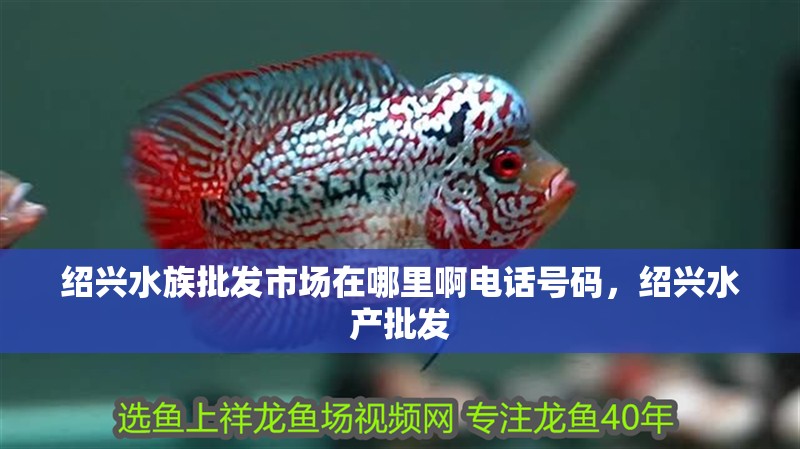 紹興水族批發市場在哪里啊電話號碼,紹興水產批發