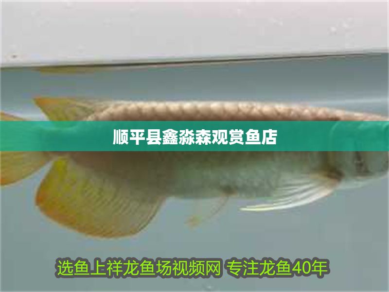 順平縣鑫淼森觀賞魚店 順平縣鑫淼森觀賞魚店 全國水族館企業名錄 第1張