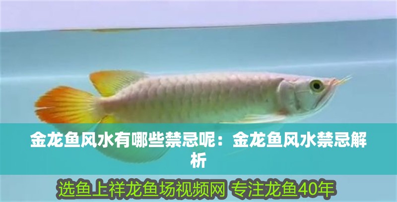 金龍魚風水有哪些禁忌呢：金龍魚風水禁忌解析