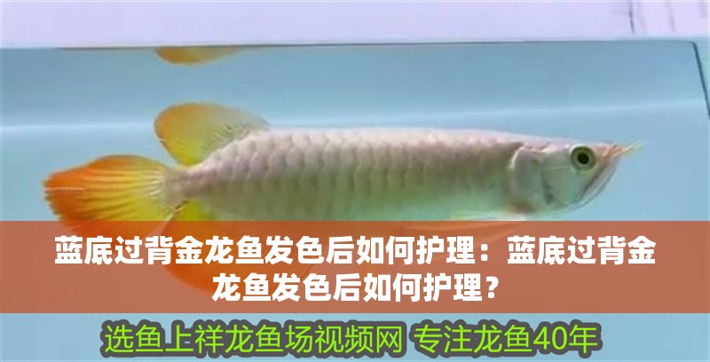 藍底過背金龍魚發色后如何護理：藍底過背金龍魚發色后如何護理？