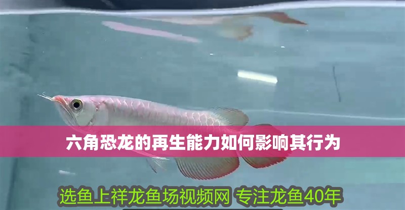 六角恐龍的再生能力如何影響其行為 六角恐龍的再生能力如何影響其行為 龍魚百科