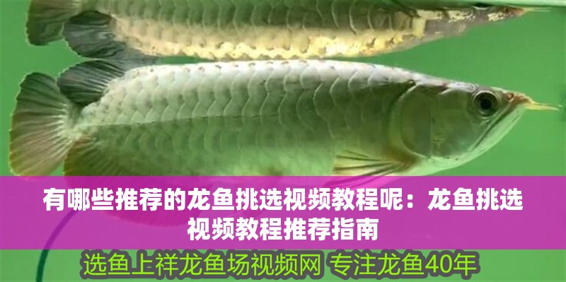 有哪些推薦的龍魚(yú)挑選視頻教程呢：龍魚(yú)挑選視頻教程推薦指南