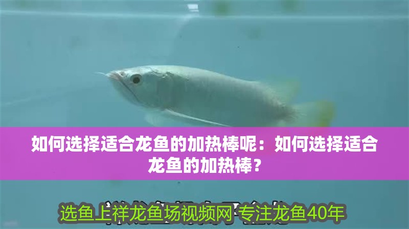 如何選擇適合龍魚的加熱棒呢：如何選擇適合龍魚的加熱棒？