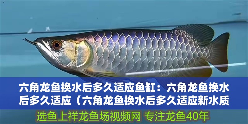 六角龍魚換水后多久適應魚缸：六角龍魚換水后多久適應（六角龍魚換水后多久適應新水質管理是至關重要的一環）
