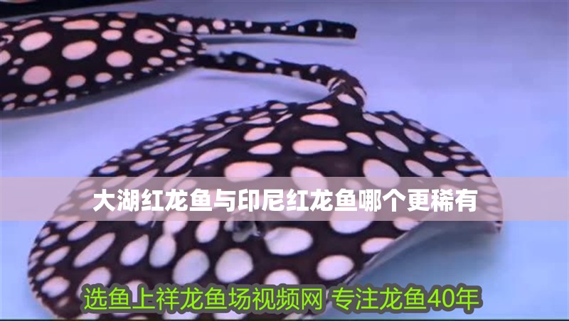 大湖紅龍魚(yú)與印尼紅龍魚(yú)哪個(gè)更稀有